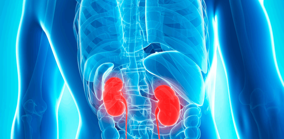 3D medical illustration of human torso highlighting kidneys in red