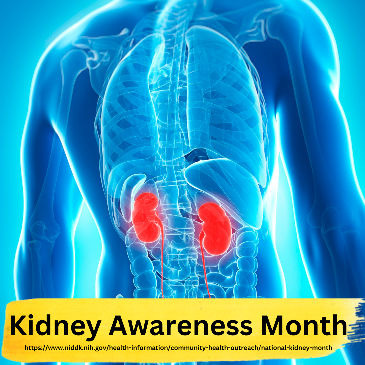 Kidney Awareness Month